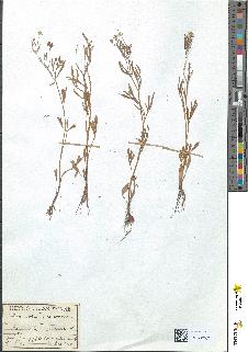spécimen de Ranunculus arvensis