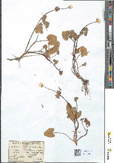 spécimen de Ficaria ranunculoides