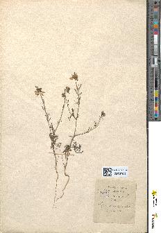 spécimen de Nigella arvensis