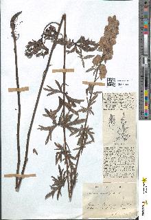 spécimen de Aconitum lycoctonum