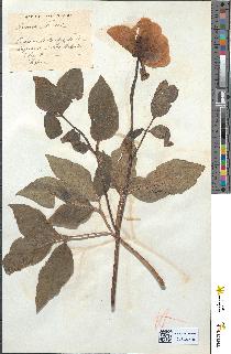 spécimen de Paeonia russi