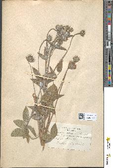 spécimen de Psoralea bituminosa