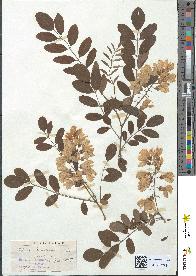 spécimen de Robinia pseudoacacia