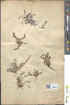 spécimen de Astragalus sesameus