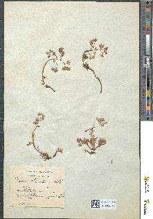 spécimen de Sedum hirsutum