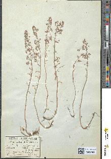 spécimen de Sedum cepaea