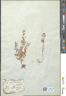 spécimen de Sedum cepaea