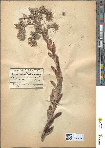 spécimen de Sempervivum tectorum