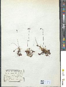 spécimen de Drosera rotundifolia