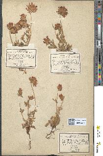 spécimen de Anthyllis vulneraria