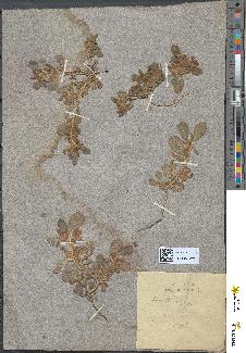 spécimen de Anthyllis tetraphylla