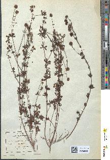 spécimen de Dorycnium suffruticosum