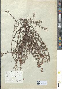 spécimen de Dorycnium suffruticosum