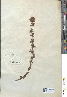 spécimen de Lotus hirsutus