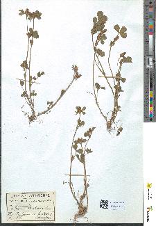 spécimen de Trifolium strictum