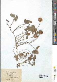 spécimen de Trifolium repens