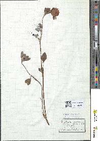 spécimen de Trifolium pratense