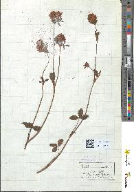spécimen de Trifolium pratense