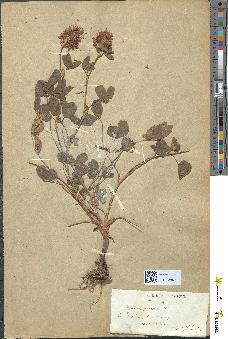 spécimen de Trifolium pratense