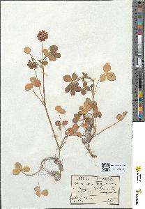 spécimen de Trifolium elegans
