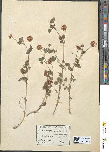 spécimen de Trifolium elegans