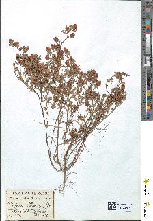 spécimen de Trifolium campestre