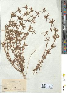 spécimen de Trifolium arvense