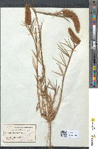 spécimen de Trifolium angustifolium