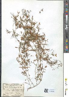 spécimen de Vicia tetrasperma