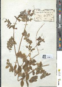 spécimen de Vicia sepium
