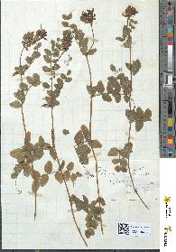spécimen de Vicia sepium