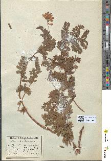 spécimen de Vicia orobus