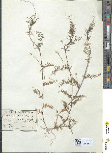 spécimen de Ervum hirsutum
