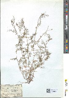 spécimen de Ervum hirsutum