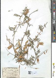 spécimen de Vicia varia