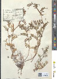 spécimen de Vicia angustifolia