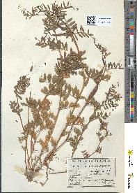 spécimen de Vicia angustifolia