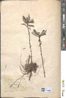 spécimen de Cirsium arvense