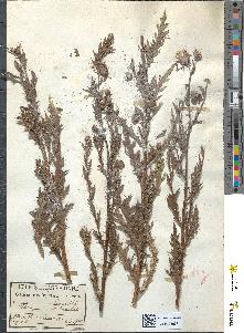 spécimen de Cirsium arvense