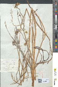 spécimen de Oenanthe fistulosa