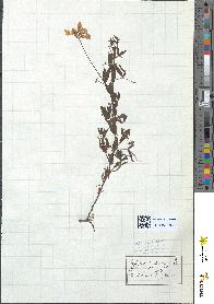 spécimen de Lathyrus pratensis