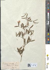 spécimen de Lathyrus palustris