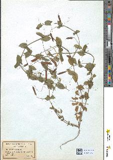 spécimen de Lathyrus aphaca