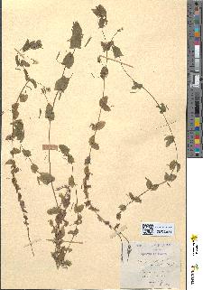 spécimen de Lathyrus aphaca