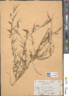 spécimen de Lathyrus cicera