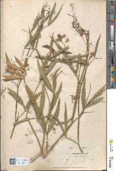 spécimen de Lathyrus setifolius