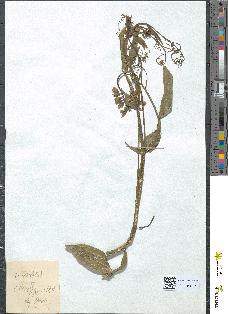 spécimen de Lathyrus pratensis