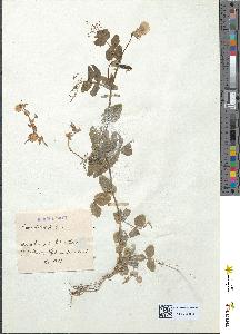 spécimen de Pisum elatius