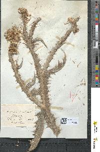 spécimen de Onopordum acanthium