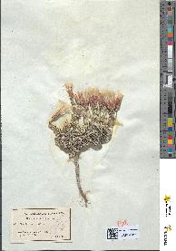 spécimen de Staehelina dubia